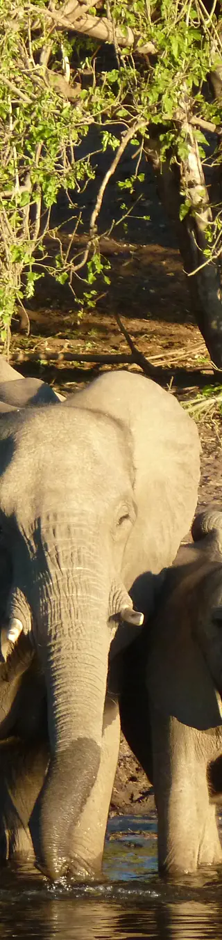 Mach dich auf die Pirsch im Okavango Delta